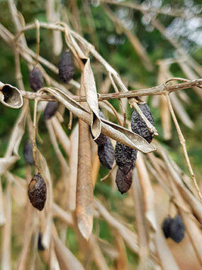 Reseña informativa Conferencias sobre la Xylella fastidiosa